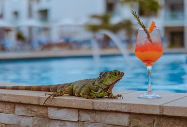 Tropical vibes at The Mill Resort Aruba