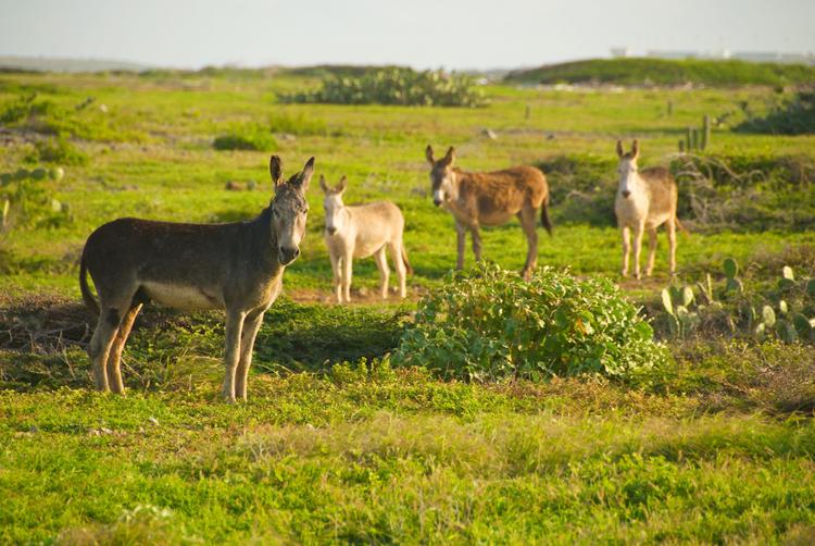 The Mill Resort Aruba | Noord | 10