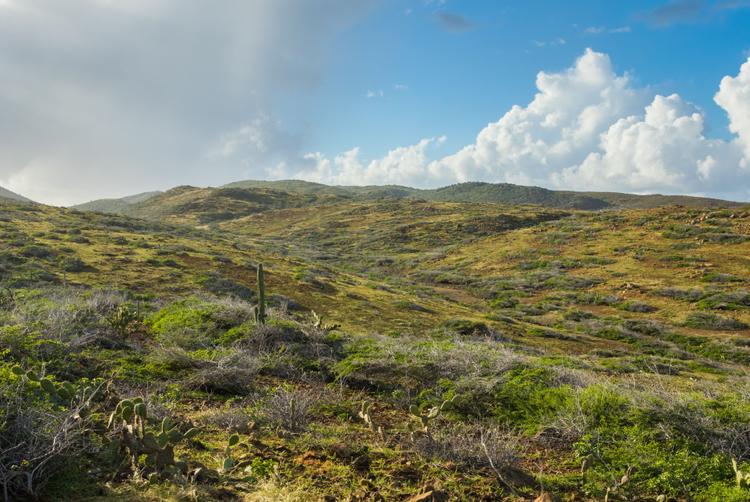 The Mill Resort Aruba | Noord | 9